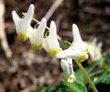 Dutchmans Breeches - Dicentra cucullaria