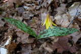 Trout Lily - Erythronium americanum