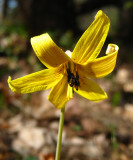 Trout Lily - Erythronium americanum