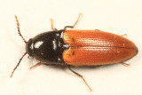 Ampedus sanguinipennis