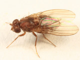 Drosophila colorata