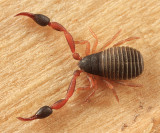 Chernetidae - Wyochernes sp.