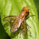 Tetanocera plebeja