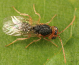Synergus sp.