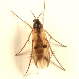 Mycetophila sp.