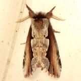 Notodontidae Moths  7895 - 8032