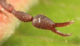 Chernetidae - Dendrochernes sp.
