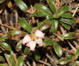 Bearberry - Arctostaphylos Uva-Ursi