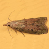 5629 - Bee Moth - Aphomia sociella