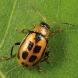 Bean Leaf Beetle - Cerotoma trifurcata