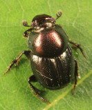 Onthophagus orpheus