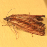 2908 - Phaneta radiatana