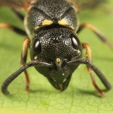 Parancistrocerus pennsylvanicus