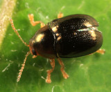 Bronze Leaf Beetle - Diachus auratus