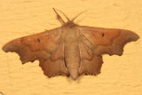7659 - Scalloped Sack-bearer - Lacosoma chiridota