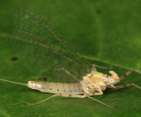 Maccaffertium sp.