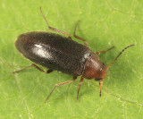 Symphora flavicollis