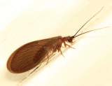 Sisyra vicaria