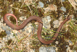 Northern Red-bellied Snake - Storeria occipitomaculata occipitomaculata