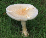 Amanita sp.