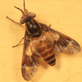 Chrysops brunneus