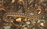 Eastern Garter Snake - Thamnophis sirtalis sirtalis