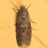 5797 - Black-spotted Leafroller Moth - Nephopterix (Sciota) virgatella