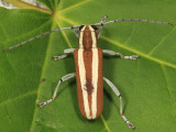 Round-headed Apple Tree Borer - Saperda candida