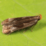 2289 - Shining Dichomeris - Dichomeris ochripalpella