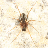 Microlinyphia mandibulata mandibulata (male)