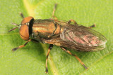 Orthonevra pulchella (male)