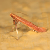 0609 - Caloptilia invariabilis