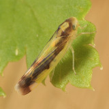 Eupteryx flavoscuta