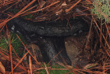 Russula sp.