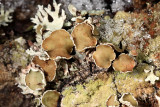 American Starburst Lichen - Imshaugia placorodia