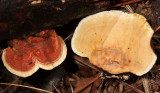 Stereum ostrea (False Turkey Tail)