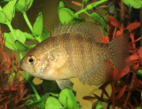 Banded Sunfish - Enneacanthus obesus