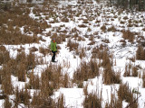 Julie out on a frozen swamp