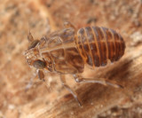 Kosswigianella sp. (nymph)