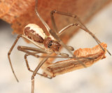 Filmy Dome Spider - Neriene radiata