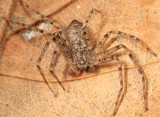 Philodromus praelustris