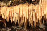 Radulomyces copelandii