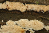 Radulomyces copelandii