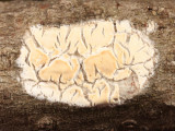 Xylobolus frustulatus (Ceramic Parchment)