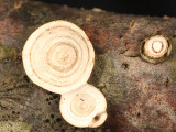 Trametes conchifer