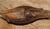 1986 - Goldenrod Elliptical-Gall Moth - Gnorimoschema gallaesolidaginis (gall)