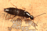 Philonthus sp.