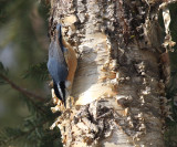 Red-breasted Nuthatch - Sitta canadensis