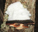 Northern Red Belt - Fomitopsis mounceae