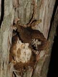 Echinodontium ballouii